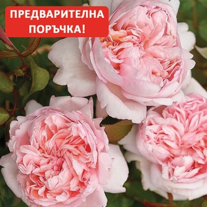 Tantau® Роза Mauritia® - Tantau®