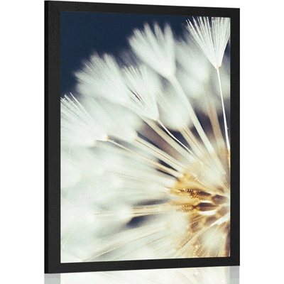 Plakát pampeliška na tmavém pozadí - 60x90 white