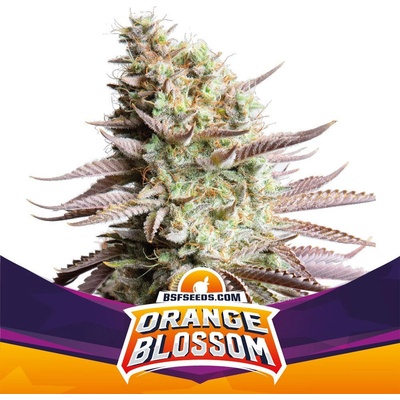 BSF Seeds Orange Blossom semena neobsahují THC 4 ks