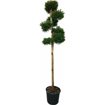Kryptoméria japonská Little Champion Ponpons 220-240cm, kont. 35 l