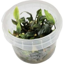 Cryptocoryne walkeri lutea