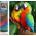 Norimpex - Puzzle Diamond Painting Papagáje 30x40cm - 1 - 39 piese