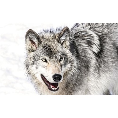 IMPOL TRADE 2939 P4 fototapeta vlk rozmer 254 cm x 184 cm