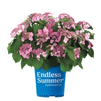Image 1 of Endless Summer® Pop Star® Pink - Endless Summer - Хортензия макрофила