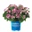 Endless Summer® Pop Star® Pink - Endless Summer - Хортензия макрофила