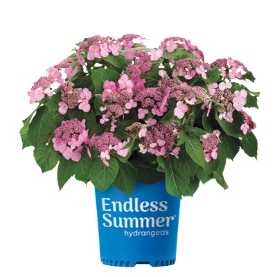 Endless Summer® Pop Star® Pink - Endless Summer - Хортензия макрофила