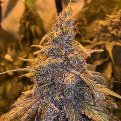 Ace Seeds Hashplant Haze x Kali China semienka neobsahujú THC 5 ks