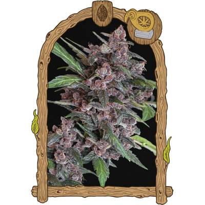 Exotic Seeds Black Lemon AUTO semena neobsahují THC 3 ks