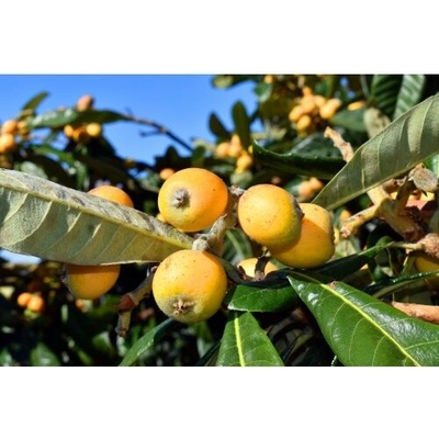 Eriobotrya japonica (Mišpuľa japonská) ´TANAKA´výška -100-120 cm, kont. C10L (-12°C)