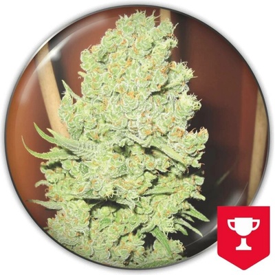 Medical Seeds Co. Channel + semena neobsahují THC 3 ks