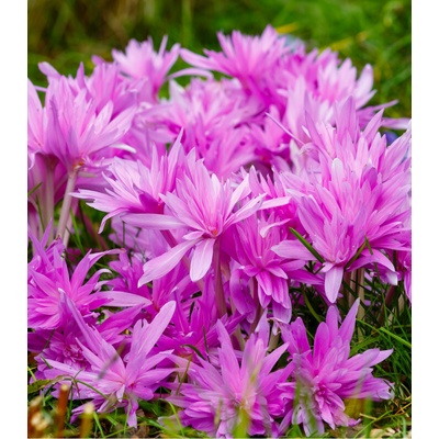 Ocún Waterlily Colchicum prodej cibulovin 1 ks