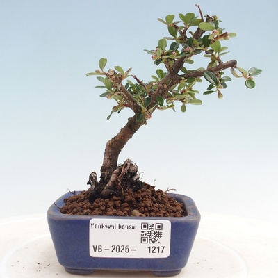 e-bonsai Venkovní bonsai - Cotoneaster horizontalis - Skalník