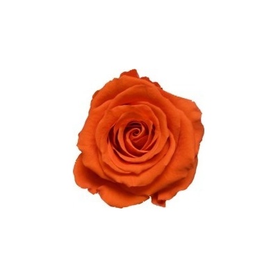 Hlavy ruží - mini 12 ks Orange - oranžová