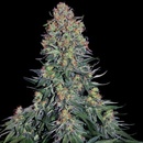 Sensi Seeds Blue Skunk semena neobsahují THC 3 ks