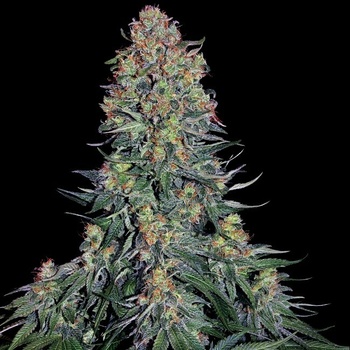 Sensi Seeds Blue Skunk semena neobsahují THC 3 ks