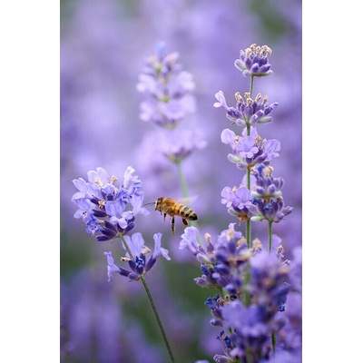 Plagát, Obraz - Lavender world, Andrii Kazun, 26.7 × 40 cm