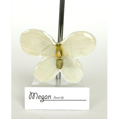 Meganflo Брошка - бяла пеперуда