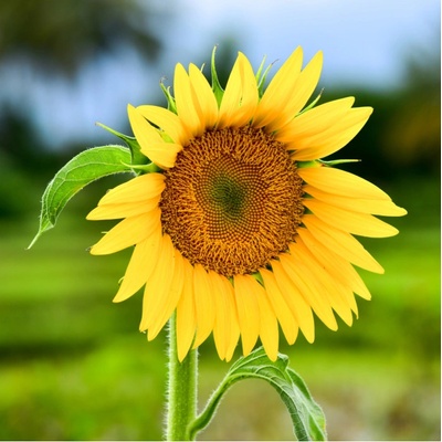 BIO Slnečnica Sunspot - Helianthus annuus - bio semená slnečnice - 8 ks