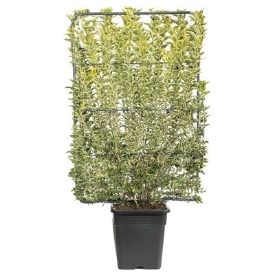Ptačí zob na špalíru FloraSelf Ligustrum ovalifolium 'Aureum' výška 110-120 cm šířka 80 cm květináč 30 l