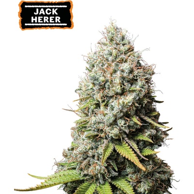 Seedstockers Jack Herer semena neobsahuji THC 25 ks