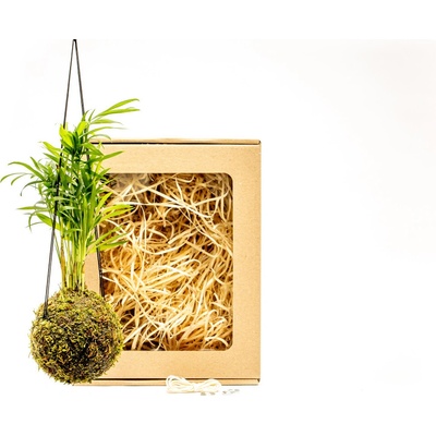 Gardners Kokedama Chamaedorea elegans (S) v dárkovém balení Chamedorea sličná, Palma horská, Oštěpuška nádherná 1 ks