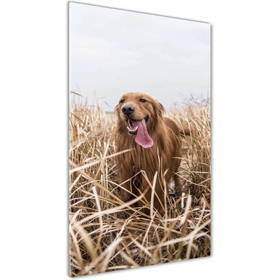 Vertikálny foto obraz sklo tvrdené Golden retriever 50x100 cm