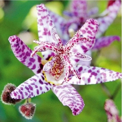 Liliovka Dark Beauty Tricytris formosana prodej prostokořenných sazenic 1 ks