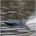 Proboat Recoil 2 18" BL RTR Shreddy