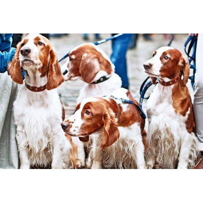 DIMEX ART Флизелинов фототапет глутница кучета 375 x 250 см