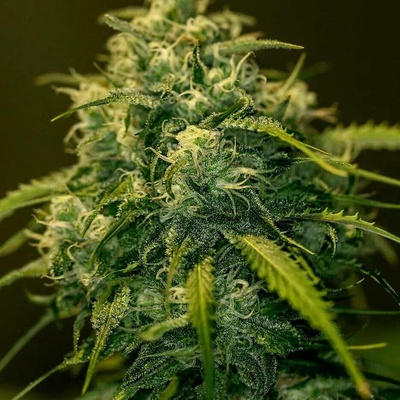 Positronics CBD+ Jack Diesel semena neobsahují THC 3 ks