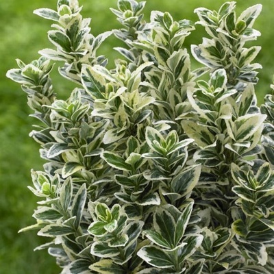 Brslen japonský, Euonymus japonicus White Spire, velikost kontejneru 3 l