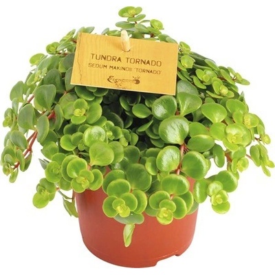 Rozchodník FloraSelf Sedum makinoii 15-20 cm květináč Ø 10,5 cm