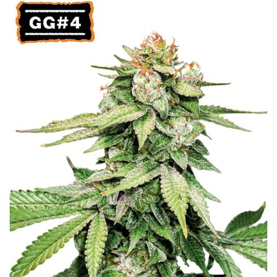 Seedstockers GG#4 AKA Gorilla Glue AUTO semena neobsahují THC 1 ks