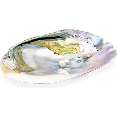 Milujeme Kameny vykuřovací mušle Abalone 2 – Zboží Dáma