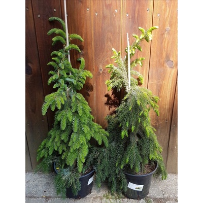 Smrek omorikový (Picea omorika ´Pendula bruns´) veľkosť 90-120cm