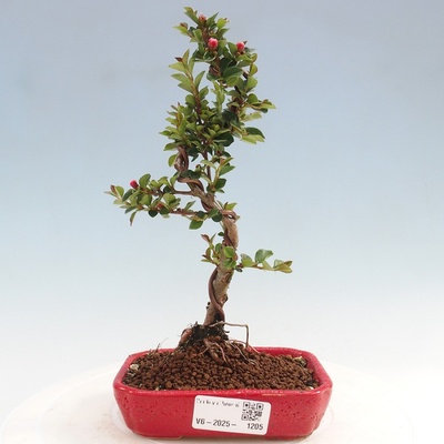 e-bonsai Venkovní bonsai-Cotoneaster horizontalis - Skalník