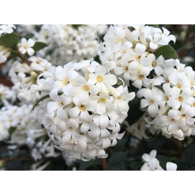 Osmanthus Perfume of Nature, výška 30-40 cm, kvetináč 19 cm