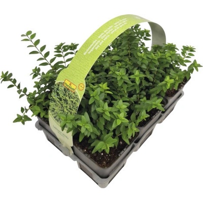 Zimolez FloraSelf Lonicera nitida 'Maigrün' balení 6 ks
