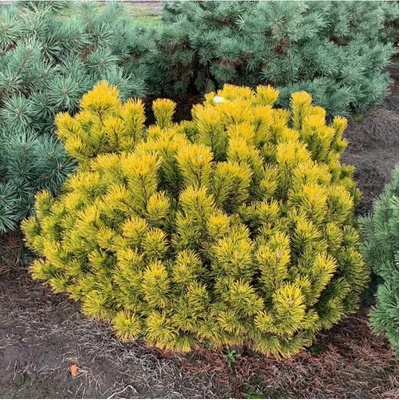 Pinus mugo 'Carsten's Wintergold' C13L