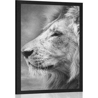 Plakát africký lev v černobílém provedení - 20x30 black