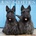 Willow Creek Press Calendars Scotties 2026 12 X 12 Wall Calendar | Willow Creek Press
