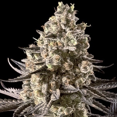Advanced Seeds Auto Fire Dog semienka neobsahujú THC 1 ks