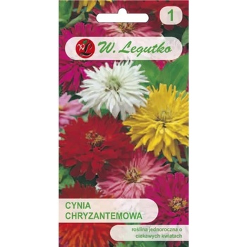 W. Legutko Хризантема елегантна смес от хризантеми