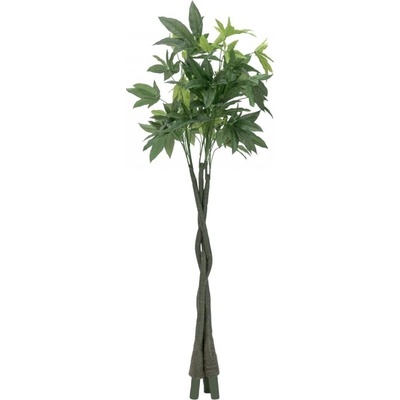 Pachira stonky, 3 kusy, 160cm