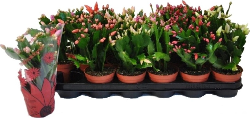monstera wo kaufen Monstera Deliciosa Fensterblatt Zimmerpflanze 17cm 55cm kaufen main image 0