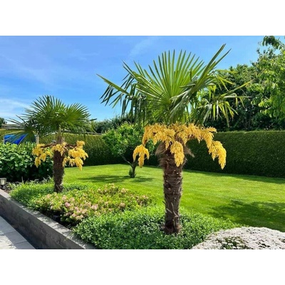 Trachycarpus Fortunei na 30-40 cm kmienku, výška 100-125 cm, kvetináč 30 l