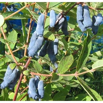 Lonicera kamtschatica Fialka (kamatsk borvka) - Heureka.cz