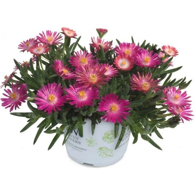 Poludňovka Royal Range Neon - Delosperma, kont. 0,5 l