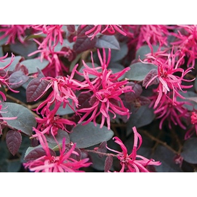 Loropetalum čínske Daybreaks Flame, výška 20-30 cm, kvetináč 15 cm