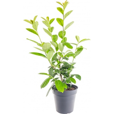 Bobkovišeň lékařská, Prunus laurocerasus Novita, velikost kontejneru 3 l